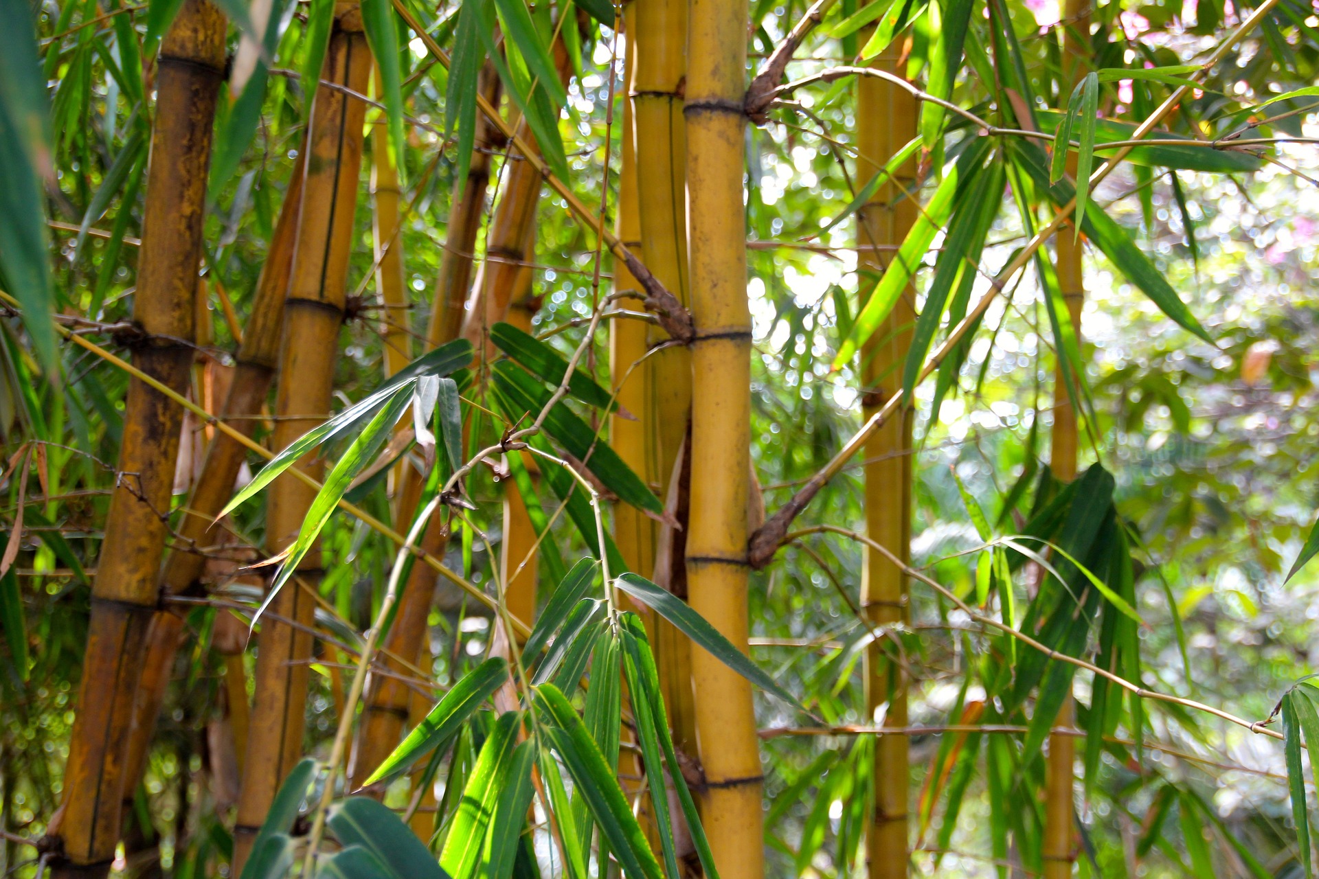 Vos vacances en pleine nature tropicale
