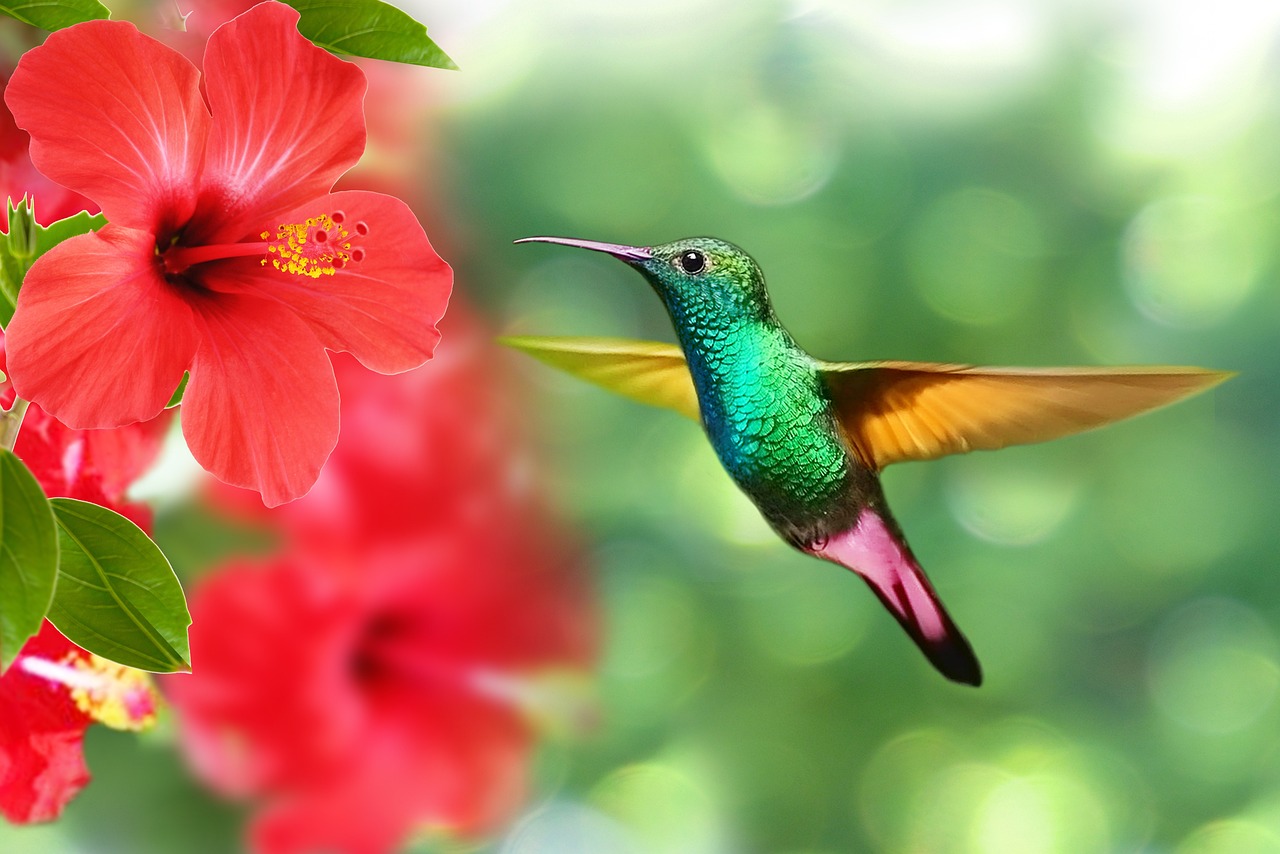 Faune et flore magique